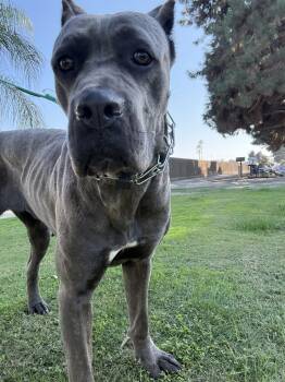 Rescue Cane Corso Dogs for Adoption in Visalia, California - Daki | PetCurious