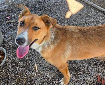 Bella Rose -  Australian Shepherd Dog for Adoption in Petersburg, Indiana - Bella Rose | PetCurious