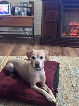 Benny -  Cocker Spaniel and Chihuahua Dog for Adoption in Vancouver, Washington - Benny | PetCurious