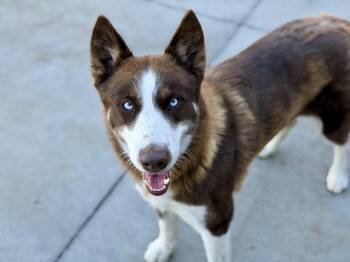 Nyla -  Husky and Siberian Husky Dog for Adoption in Cottonwood Heights, Utah - Nyla | PetCurious