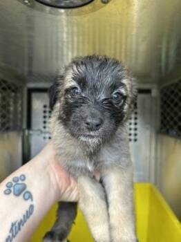 Brook -  Mixed Breed Dog for Adoption in Fort Worth, Texas - Brook | PetCurious