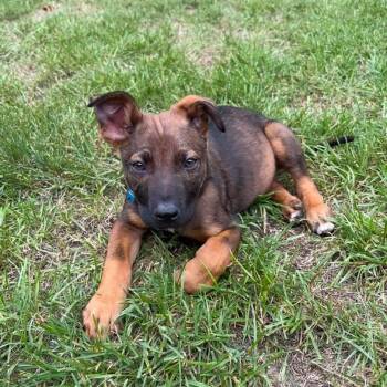 Aspen -  Shepherd and Mixed Breed Dog for Adoption in Ferndale, Michigan - Aspen | PetCurious