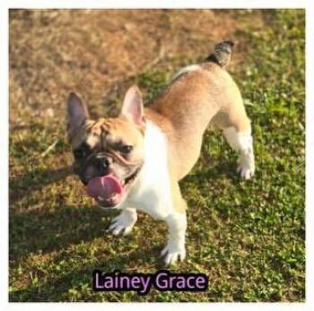 Lainey Grace -  French Bulldog Dog for Adoption in Milton, Georgia - Lainey Grace | PetCurious