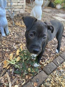 Rescue Pit Bull Terrier Dogs for Adoption in Vallejo, California - Sunshine | PetCurious