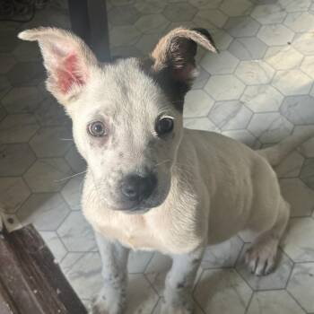 Australian Cattle Dog Blue Heeler Dogs Available for Adoption in Roanoke, Virginia - Icecream | PetCurious