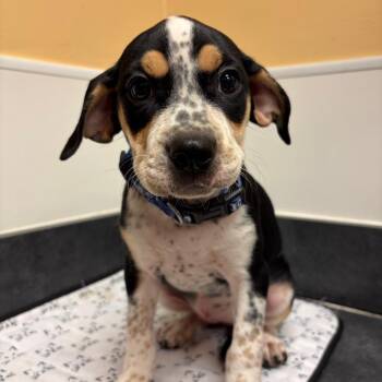 FWT Speckle -  Mixed Breed Dog for Adoption in Midland, Texas - FWT Speckle | PetCurious