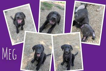 Meg -  Golden Retriever and German Shepherd Dog Dog for Adoption in Mansfield, Connecticut - Meg | PetCurious