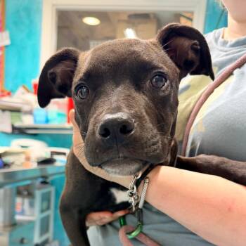 Hopkins -  Mixed Breed Dog for Adoption in Rocky Mount, Virginia - Hopkins | PetCurious
