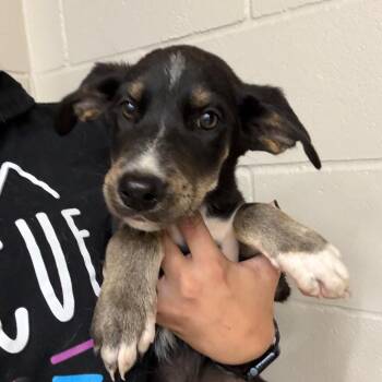 Ace -  Spaniel Dog for Adoption in Norman, Oklahoma - Ace | PetCurious