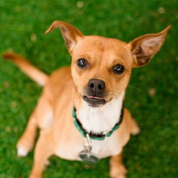 Chihuahua Dogs Available for Adoption in Warwick, Rhode Island - Skippyjon Jones | PetCurious