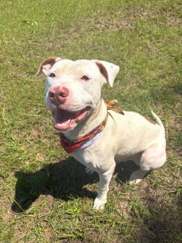Baby boy -  Mixed Breed Dog for Adoption in Winnsboro, South Carolina - Baby Boy | PetCurious