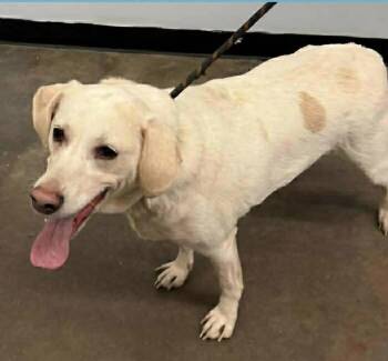Labrador Retriever and Pointer Dogs Available for Adoption - Selena | PetCurious