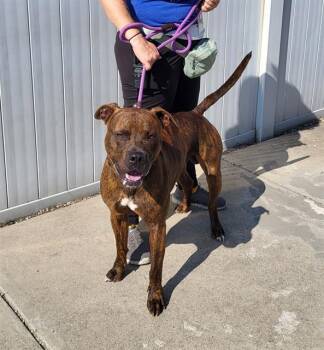 Rescue Staffordshire Bull Terrier Dogs for Adoption in Louisville, Kentucky - RACKS | PetCurious