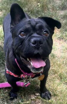 Peppa -  Mixed Breed Dog for Adoption in Ridgefield, Connecticut - Peppa | PetCurious
