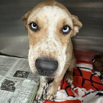 George -  Husky and Mixed Breed Dog for Adoption in Parma, Ohio - George | PetCurious
