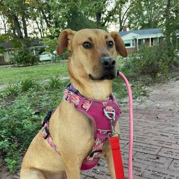 Rescue Labrador Retriever Dogs for Adoption in Columbia, South Carolina - Grog | PetCurious