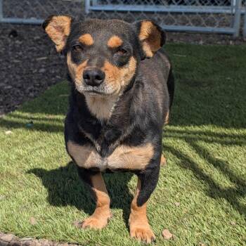 Birkenstock -  Mixed Breed Dog for Adoption in Durango, Colorado - Birkenstock | PetCurious