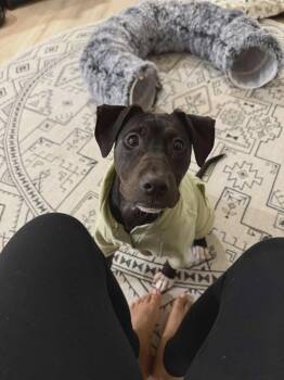 Rescue Mixed Breed Dogs for Adoption in Puyallup, Washington - Lyla | PetCurious