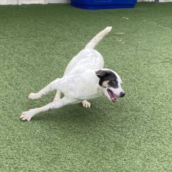 Milo 9506 -  Mixed Breed and None Dog for Adoption in Loxahatchee Groves, Florida - Milo 9506 | PetCurious