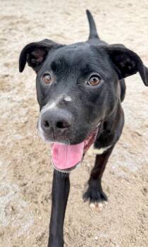 Labrador Retriever and Mixed Breed Dogs Available for Adoption in Muskegon, Michigan - Doc | PetCurious