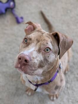 Mixed Breed Dogs Available for Adoption - Pinto | PetCurious