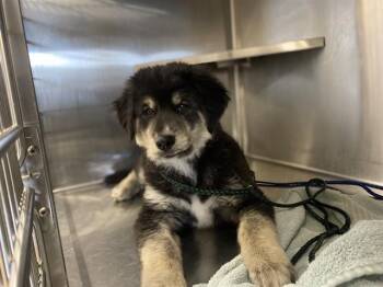German Shepherd Dog and Siberian Husky Dogs Available for Adoption - A269622 | PetCurious