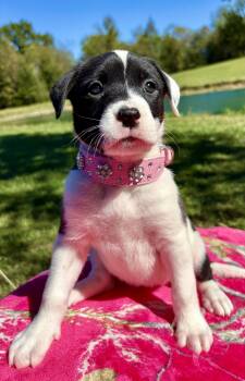 Dixie Darling -  Boxer and Pointer Dog for Adoption in Pittsboro, North Carolina - Dixie Darling | PetCurious