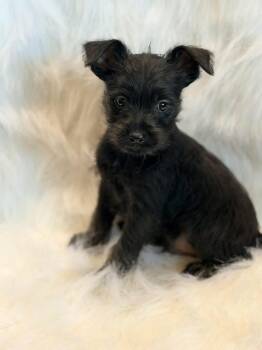 Chihuahua and Schnauzer Dogs Available for Adoption - Chihuahua/schnauzer Puppies | PetCurious