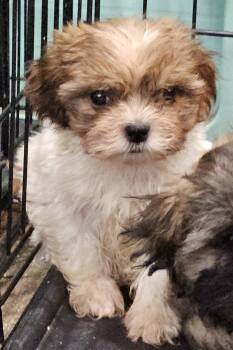 #312 -  Shih Poo Dog for Adoption in Twin Lakes, Wisconsin - #312 | PetCurious