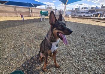TYSON -  German Shepherd Dog and Mixed Breed Dog for Adoption in Albuquerque, New Mexico - TYSON | PetCurious