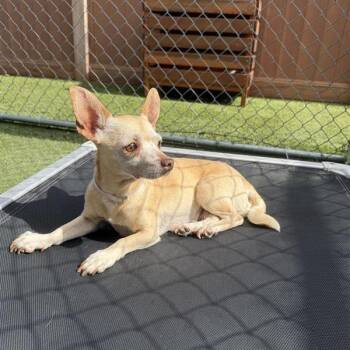 Pippa -  Chihuahua and Mixed Breed Dog for Adoption in Long Beach, California - Pippa | PetCurious