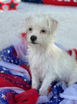Avery -  Maltese and Chihuahua Dog for Adoption in Milton, Georgia - Avery | PetCurious