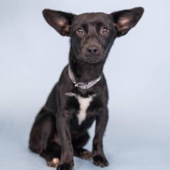 Elvira -  Chihuahua Dog for Adoption in Portland, Oregon - Elvira | PetCurious