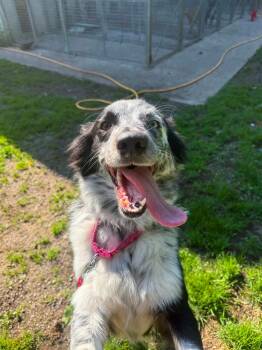 Gemma -  Australian Shepherd and Border Collie Dog for Adoption in Ajax, Ontario - Gemma | PetCurious