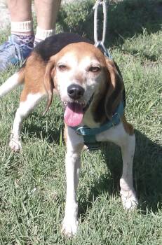 Rosemary -  Beagle Dog for Adoption in Gloucester, Virginia - Rosemary | PetCurious