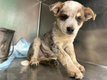 Beau -  Australian Shepherd Dog for Adoption in Statesville, North Carolina - Beau | PetCurious