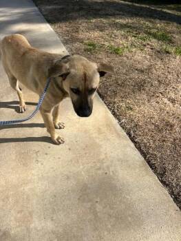 German Shepherd Dog Dogs Available for Adoption - Polo - 11738 | PetCurious