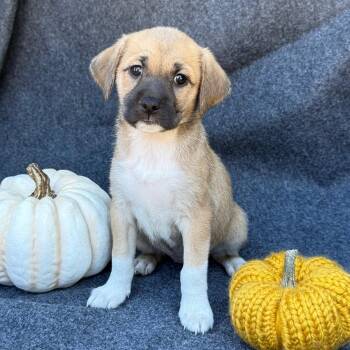 Rescue Spaniel and Terrier Dogs for Adoption in San Diego, California - Speckle Pup - Flecks | PetCurious