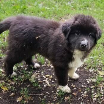 Anthony -  Great Pyrenees and Mixed Breed Dog for Adoption in Wadena, Minnesota - Anthony | PetCurious
