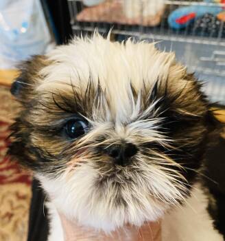 Shih Tzu Dogs Available for Adoption in Franklin, Tennessee - Bobbie | PetCurious