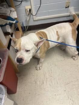 CHOMPER -  Pit Bull Terrier Dog for Adoption in Stockton, California - CHOMPER | PetCurious