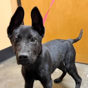 Clyde -  German Shepherd Dog and Dutch Shepherd Dog for Adoption in Griffin, Georgia - Clyde | PetCurious