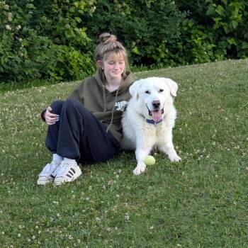 Creed -  Mixed Breed Dog for Adoption in Tomah, Wisconsin - Creed | PetCurious