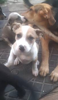 Lexi -  Jack Russell Terrier and Pit Bull Terrier Dog for Adoption in Semmes, Alabama - Lexi | PetCurious