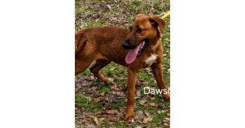 Rescue Doberman Pinscher and Redbone Coonhound Dogs for Adoption in Dallas, Texas - Deputy Dawgs: Dawson (CP) | PetCurious