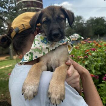 Tilly -  Schnauzer and Labrador Retriever Dog for Adoption in Seguin, Texas - Tilly | PetCurious