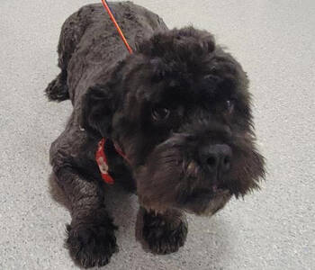 Rescue Cockapoo Dogs for Adoption in Parker, Colorado - Chumbo H 25024 | PetCurious