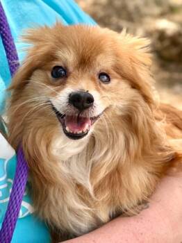 Pomeranian Dogs Available for Adoption in Brunswick, Maine - Rico | PetCurious