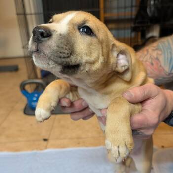 Pit Bull Terrier Dogs Available for Adoption - 120 (2026) Winifred | PetCurious