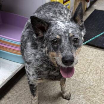 DOG 06/03/2026 -  Cattle Dog and Mixed Breed Dog Available for Adoption in Bullhead City, Arizona - DOG 06/03/2026 | PetCurious